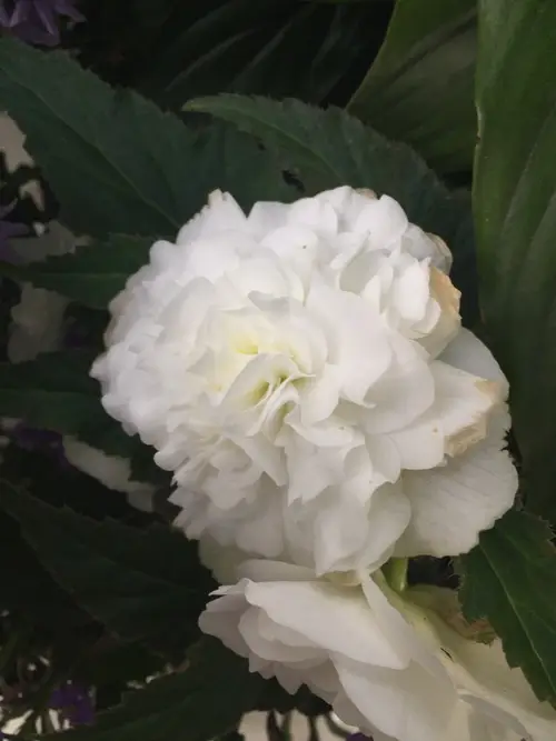Begonia 'White Giant'