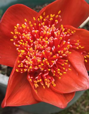 【赤花】Haemanthus Coccineus (napier) Como Cultivar e Cuidar de Haemanthus coccineus
