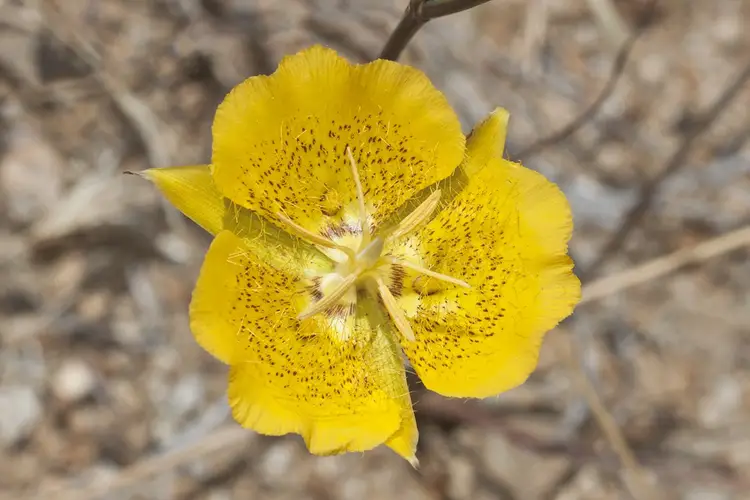 Weed's mariposa lily