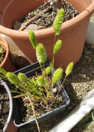 Mediterranean hairgrass - Rostraria cristata (Taxonomy, Characteristics ...