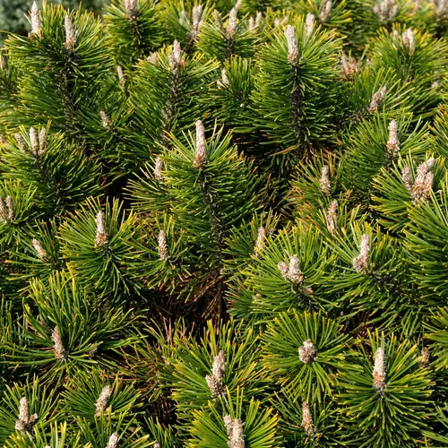 Pinus contorta