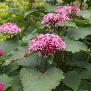 ボタンクサギ（牡丹臭木） (ケア, 特徴, 花, 画像)