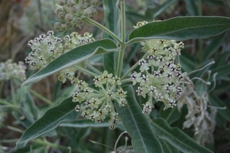 How to Grow and Care for Kotolo milkweed