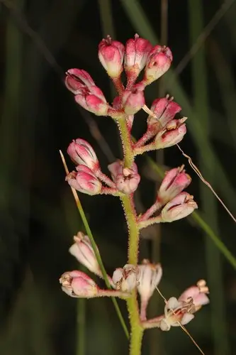 Triantha racemosa