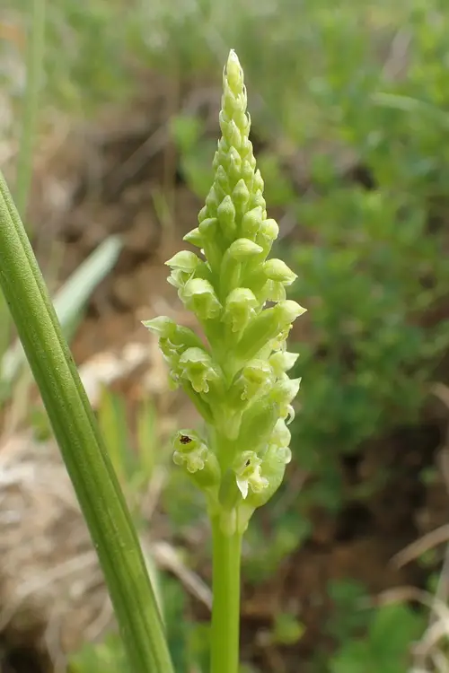 Onion orchid