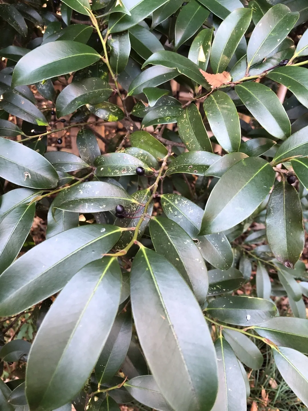 サカキ（榊）の判定方法 (Cleyera japonica)