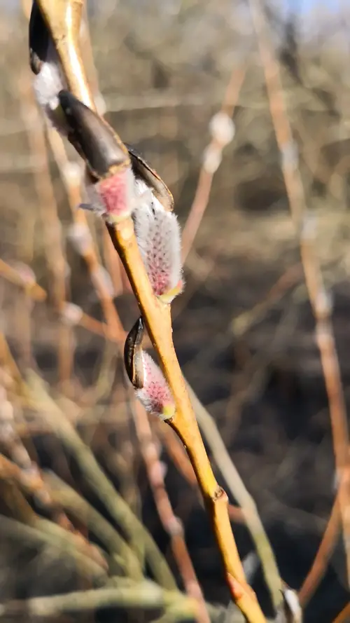 Rose-gold pussy willow 'Melanostachys'
