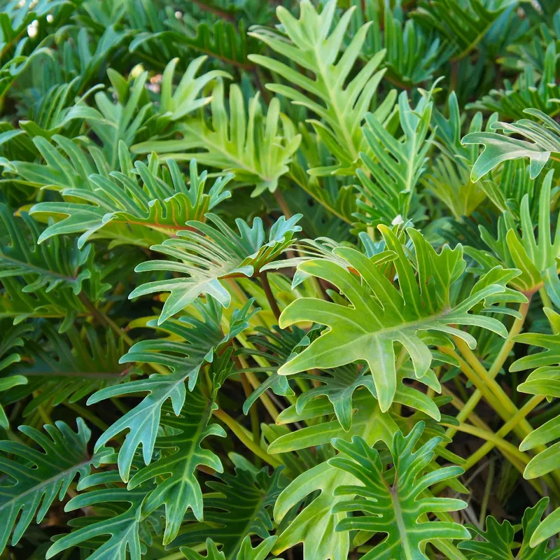 Optimaler Boden fr Philodendron Xanadu: Beste Praktiken und Tipps