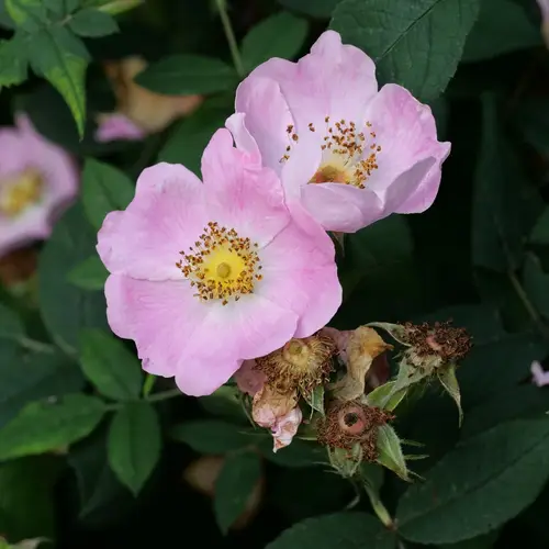 Carolina rose