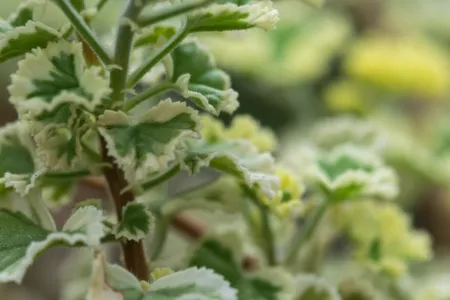 Lemon geranium 'Variegatum' (Pelargonium crispum 'Variegatum') - PictureThis