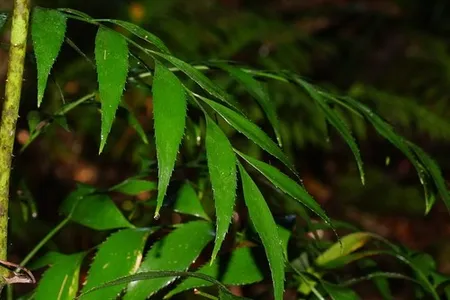 Bowenia serrulataの育て方・栽培方法