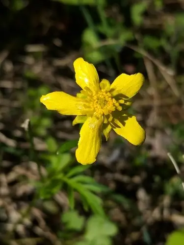 Early buttercup