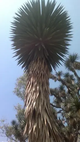 Yucca filifère