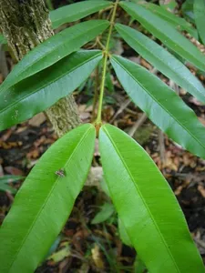 How to Propagate Calophyllum bicolor