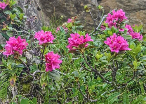 Rostblttrige Alpenrose - Rhododendron ferrugineum (Pflege, Merkmale,  Blume, Bilder)