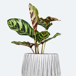 soil for calathea Calathea & Maranta Soil Mix – The Watered Garden main image 0
