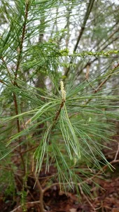 ストローブマツの判定方法 (Pinus strobus) ストローブマツの判定方法 (Pinus strobus)