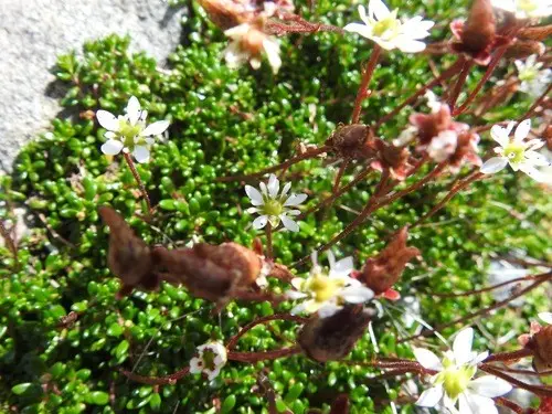Tolmie's saxifrage