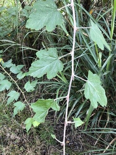 Optimal Sunlight for Formosan raspberry: A Comprehensive Guide