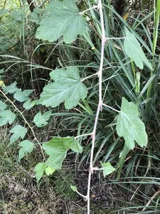 How to Prune Formosan raspberry