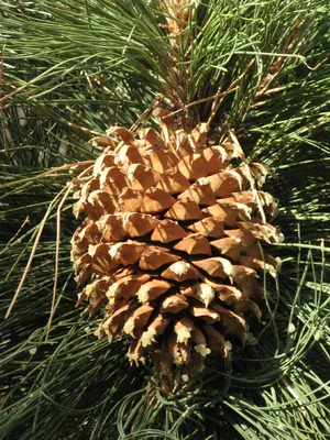 オオミマツ（大実松） (ケア, 特徴, 象徴, 画像)