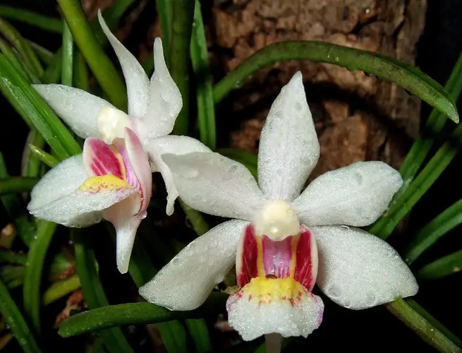Orchidea Holcoglossum flavescens
