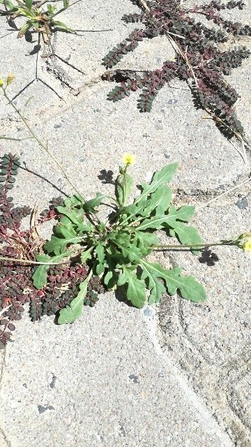 Diplotaxis vimineaの素晴らしい利点：その隠れた可能性を明らかにする