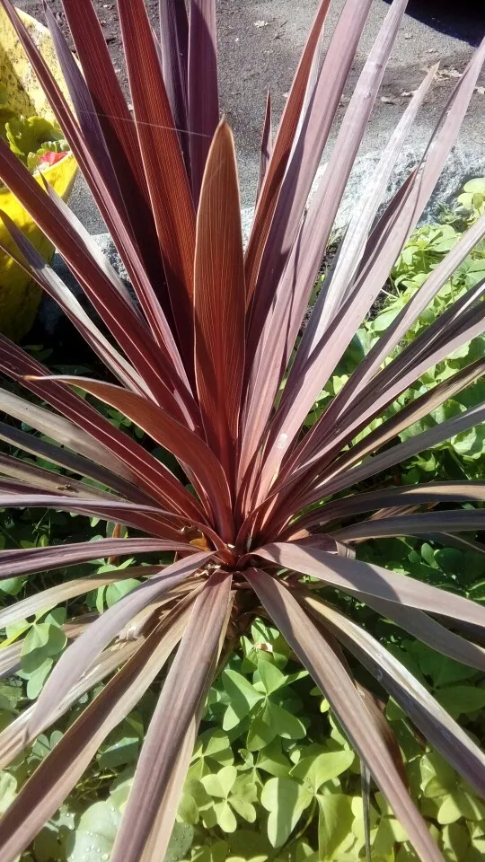 ニオイシュロランの判定方法 (Cordyline australis)