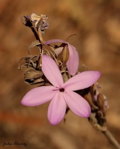 Pseuderanthemum praecox