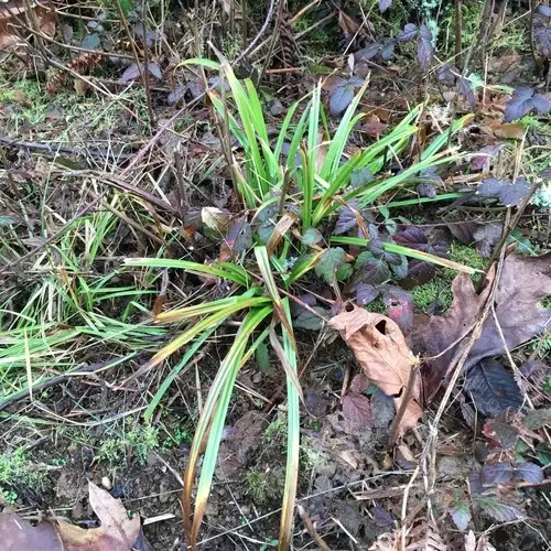 Carex à grandes feuilles