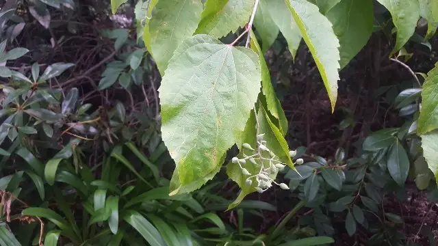 Chinese pearl-bloom tree