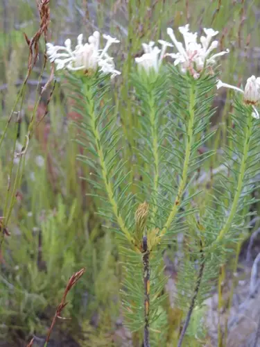 Gnidia pinifolia