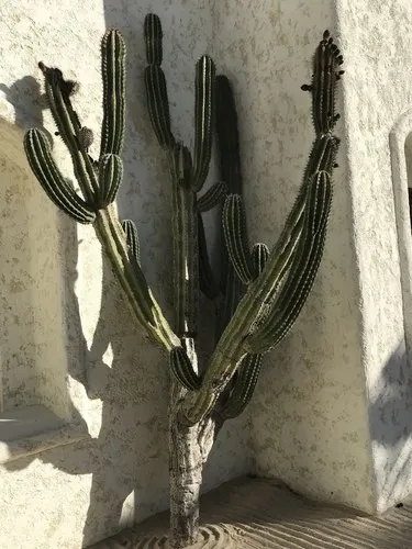 ブリンチュウ（武倫柱） (分類, 特徴, 分布, 画像)