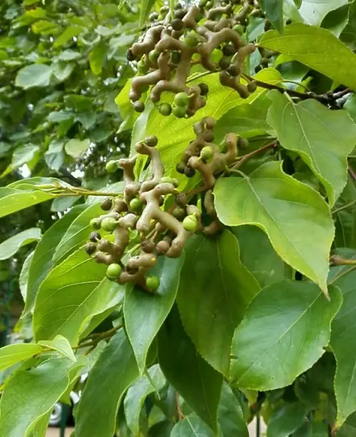 Chinese raisin tree