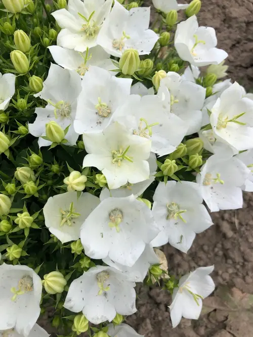 Tussock bellflower 'White Clips'