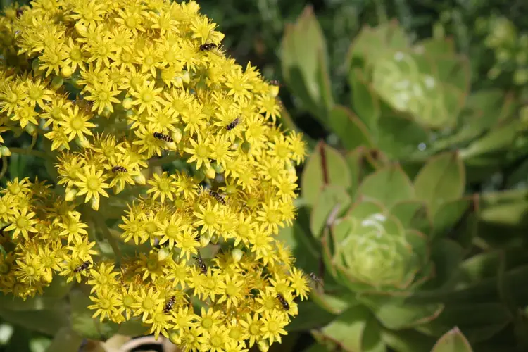 How to Plant and Grow Tree aeonium(Aeonium arboreum)