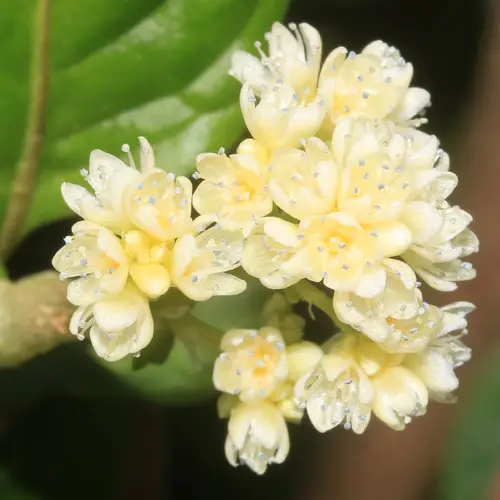 Persicaria chinensis