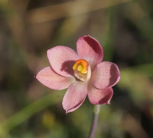 Salmon sun-orchid