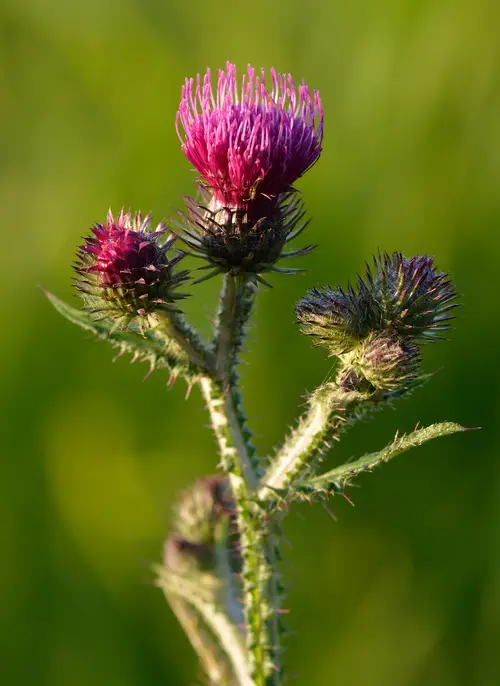 Curly plumeless thistle