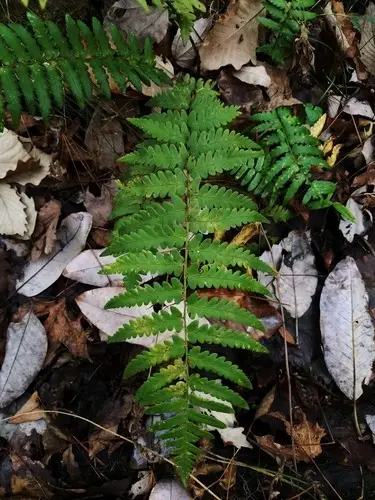 Southern wood fern