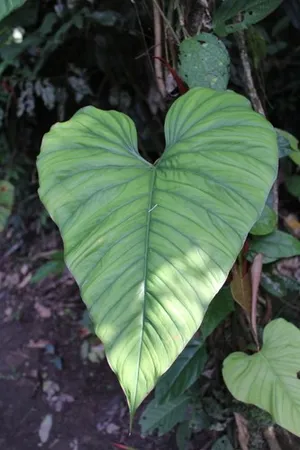 How to Grow and Care for Philodendron ernestii
