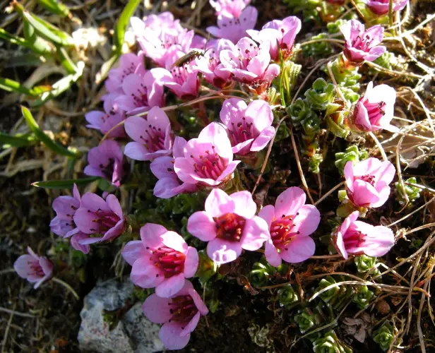 Purple mountain saxifrage