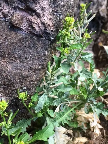 Rorippa curvisiliqua