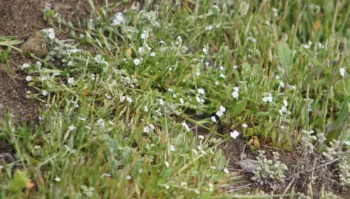Plagiobothrys reticulatus