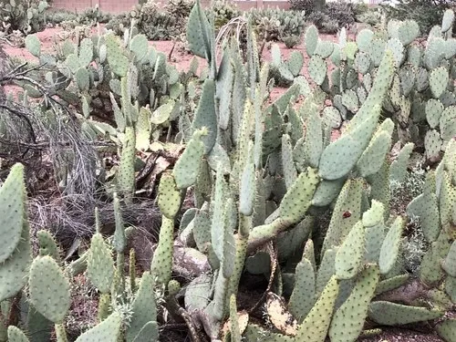 opuntia engelmannii linguiformis 牛タン団扇 Opuntia engelmannii opuntia engelmannii linguiformis 牛タン団扇 Opuntia engelmannii