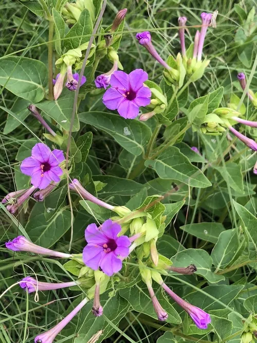 Four o'clock flower - Mirabilis jalapa (Care, Characteristics