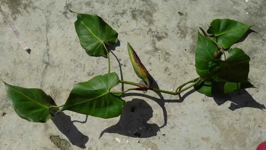 Velvet Leaf Philodendron (Philodendron hederaceum var. hederaceum) -  PictureThis