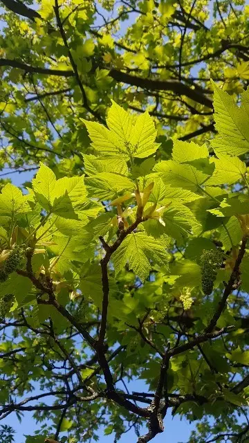 Acer caudatum subsp. ukurunduense