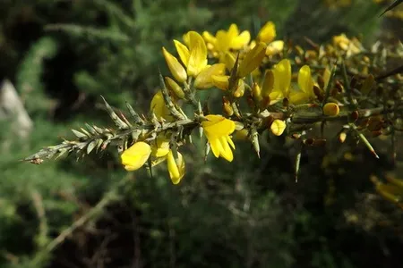 Silvery furze (Ulex argenteus) - PictureThis