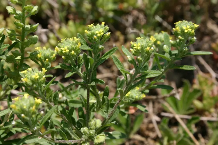 Aliaria (Alyssum alyssoides) - PictureThis